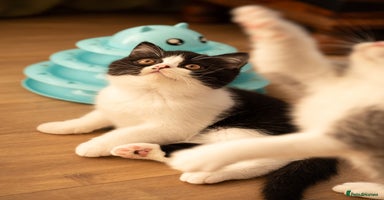 British Shorthair cats - Advert 9