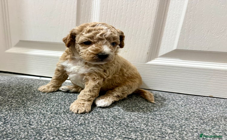 Maltipoo dogs - Advert 1