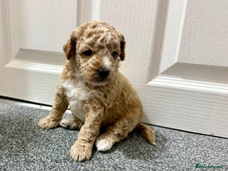 Maltipoo dogs - Advert 26