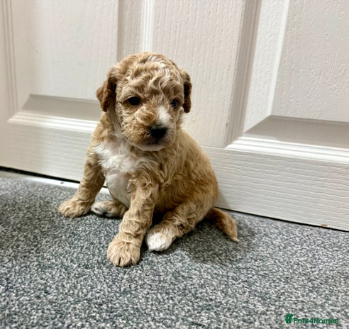 Maltipoo dogs - Advert 1