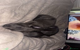 Belgian Shepherd Dog dogs for sale: Blue dutch herder puppy - Image 2