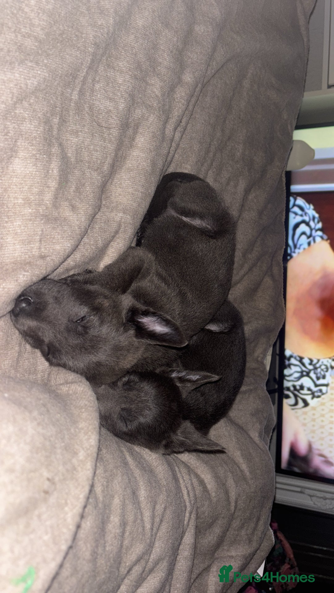 Belgian Shepherd Dog dogs for sale: Blue dutch herder puppy - Image 2