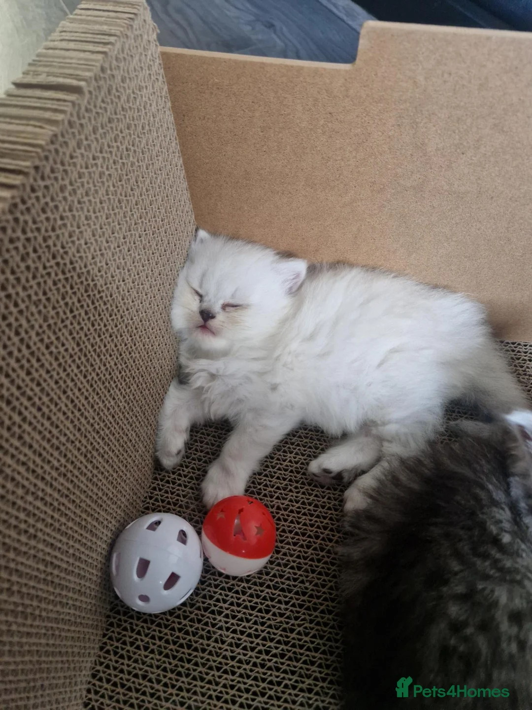 British Shorthair cats for sale: British short hair kittens  - Advert 1