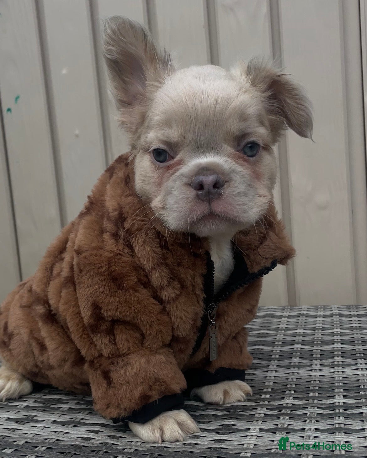 French Bulldog dogs for sale: 🔥 Male Platinum Fluffy Frenchies -Carrying PINK  - Advert 14