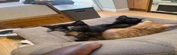 Mixed Breed cats for sale: Cute fuzzy kittens  - Advert 10