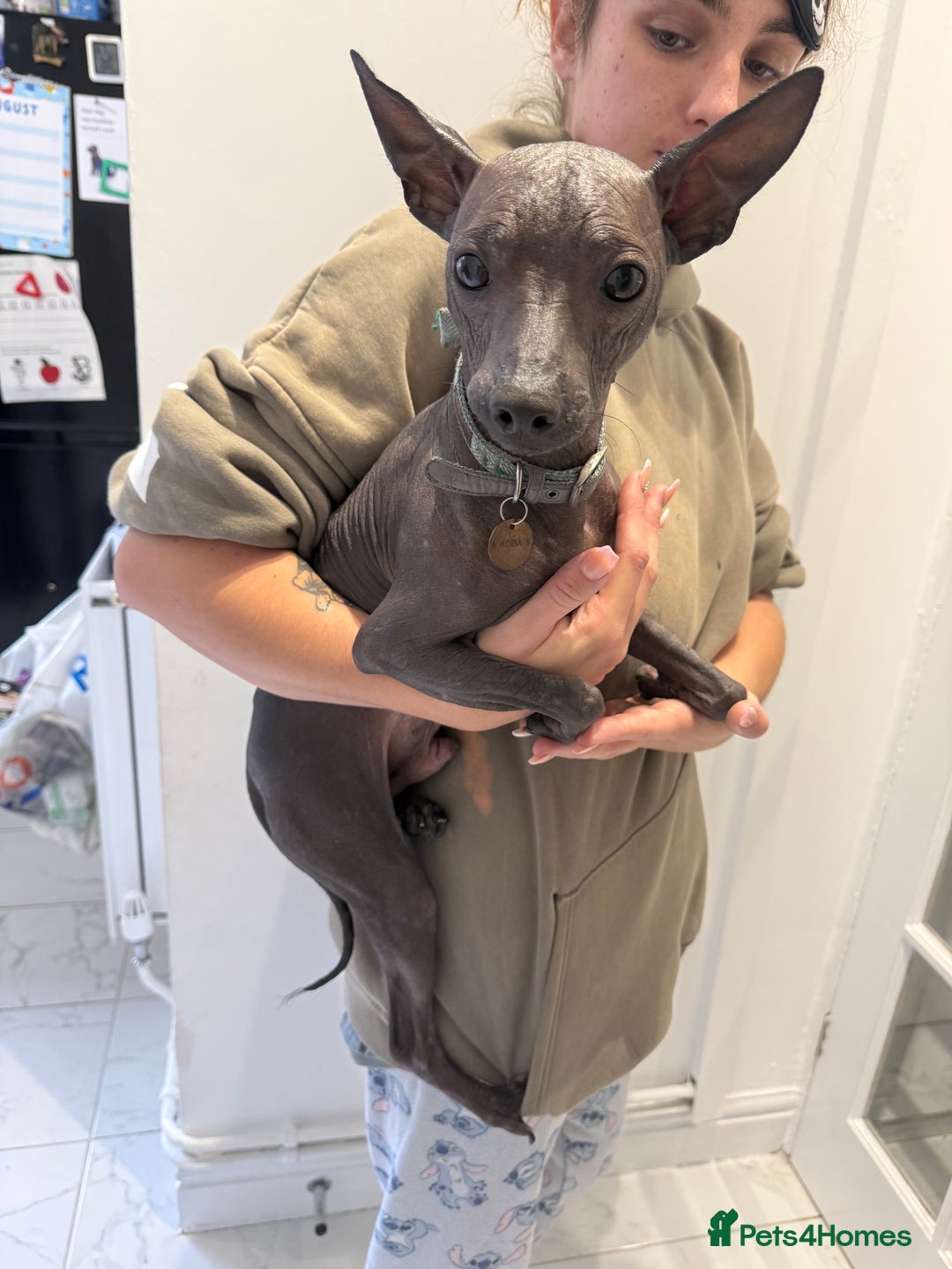 Mexican Hairless dogs for sale: MINI MEXICAN HAIRLESS MALE!   - Image 3