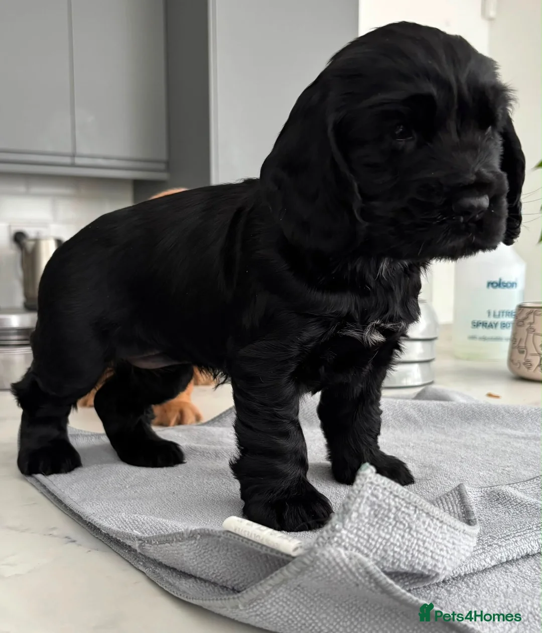 Cocker Spaniel dogs for sale: Adorable True Show Cocker Spaniel Puppies ♥️ - Advert 8
