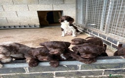 Sproodle dogs for sale: Ready to leave now F1 sproodles - Image 1