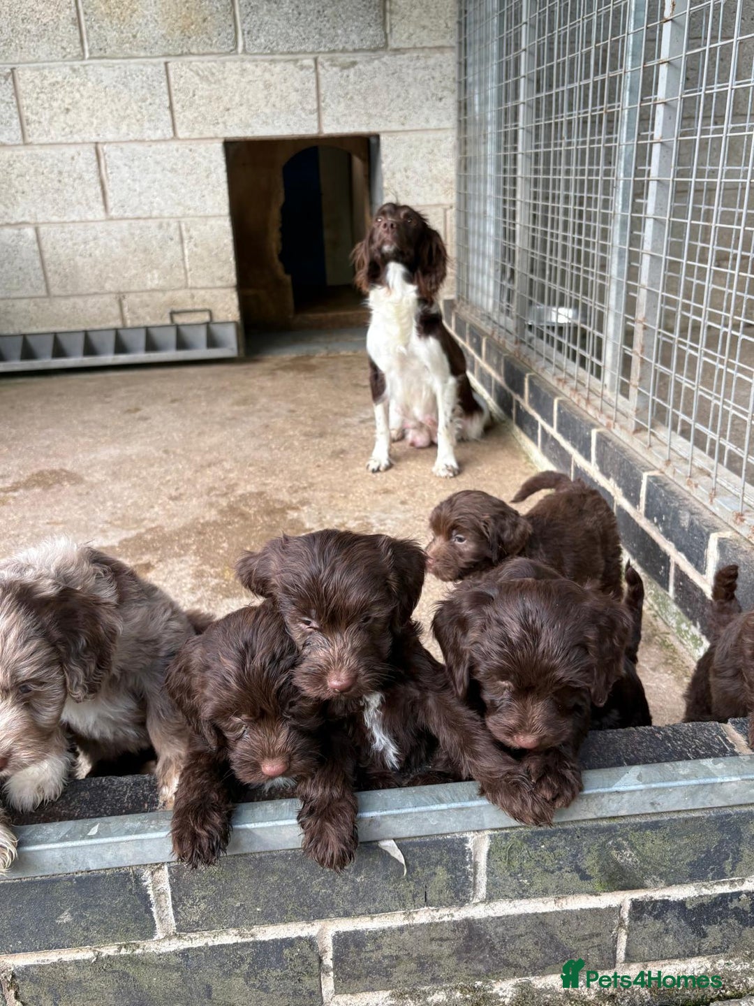 Sproodle dogs for sale: Ready to leave now F1 sproodles - Image 1