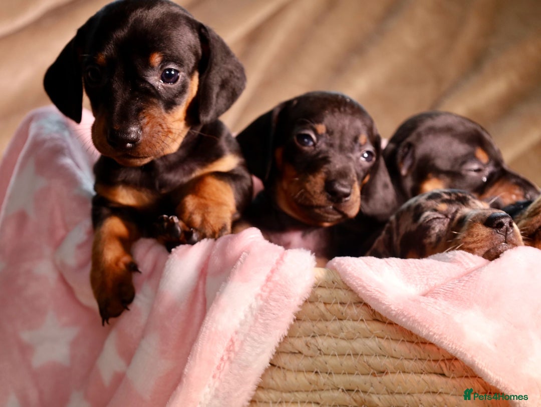 Dachshund dogs for sale: Dachshund Cute Puppies Looking for Forever Home   - Image 16