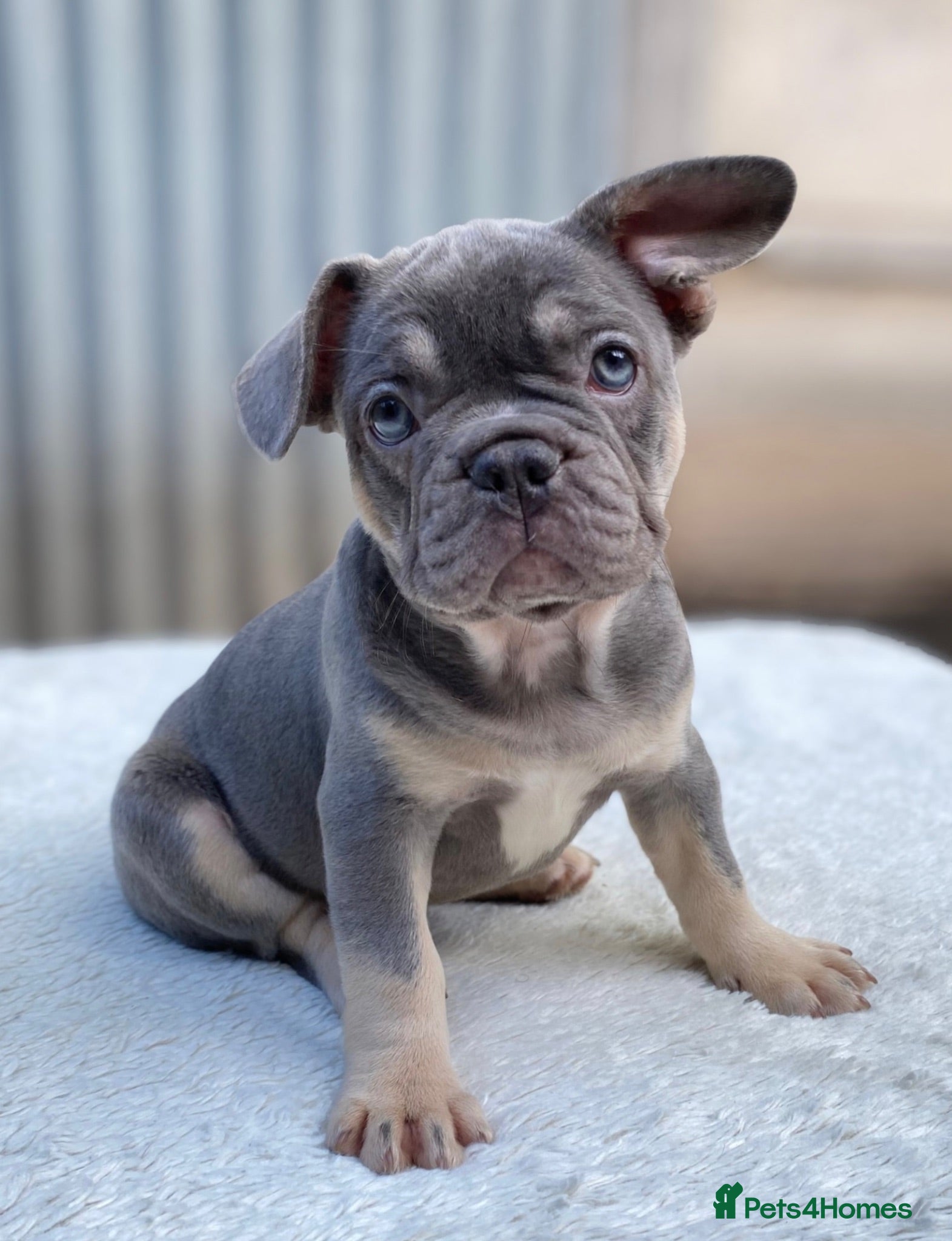 French Bulldog dogs Quality French Bulldog Lilac & Tan Puppies - Advert 10
