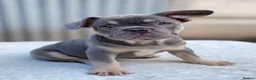 French Bulldog dogs for sale: Quality French Bulldog Lilac & Tan Puppies - Advert 1
