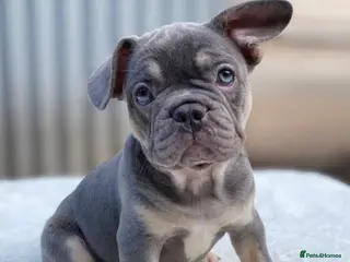 French Bulldog dogs Quality French Bulldog Lilac & Tan Puppies - Advert 10