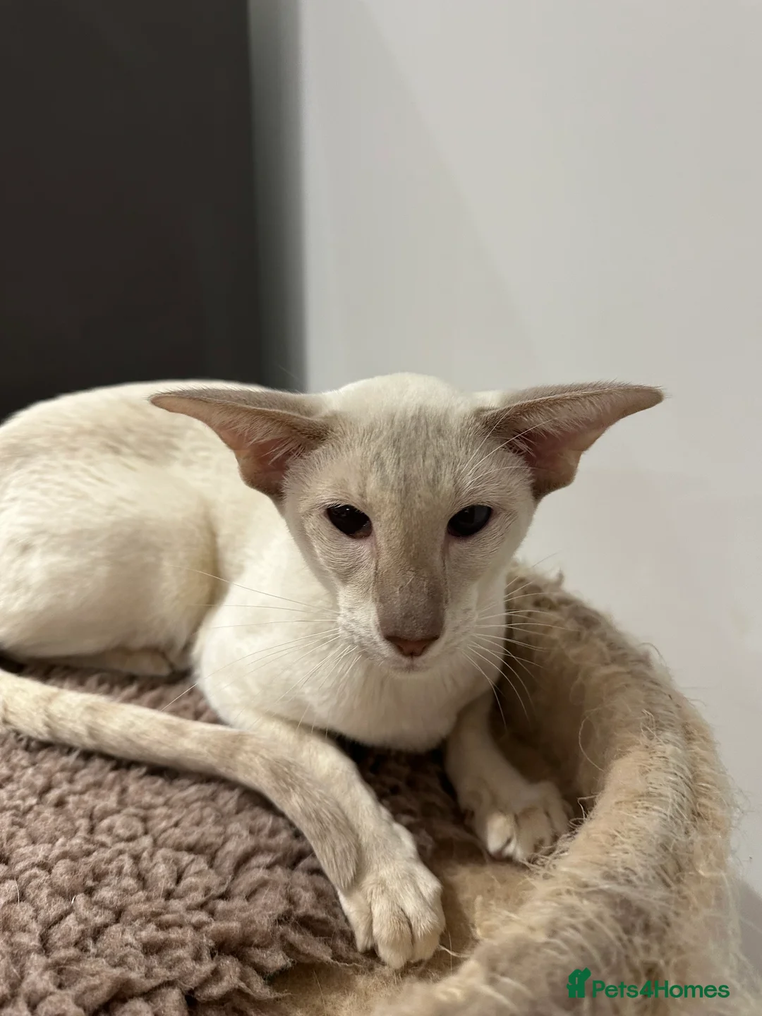 Siamese cats for sale: Gorgeous Tabby Point Male - Active Register - Advert 1