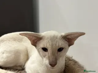 Siamese cats Gorgeous Tabby Point Male - Active Register - Advert 4