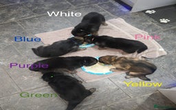 German Shepherd dogs for sale: KC Registered German Shepherd Puppies - Image 28