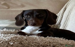 Miniature Dachshund dogs for stud: Chocolate & Tan (carries long) Stud in Dalry - Image 2