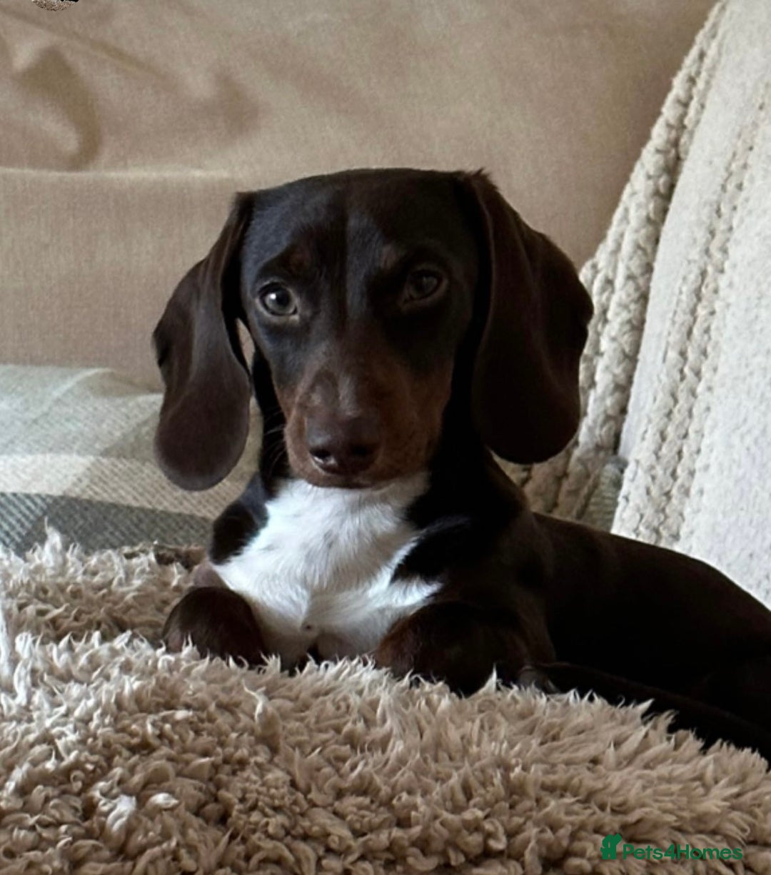 Miniature Dachshund dogs for stud: Chocolate & Tan (carries long) Stud in Dalry - Image 2