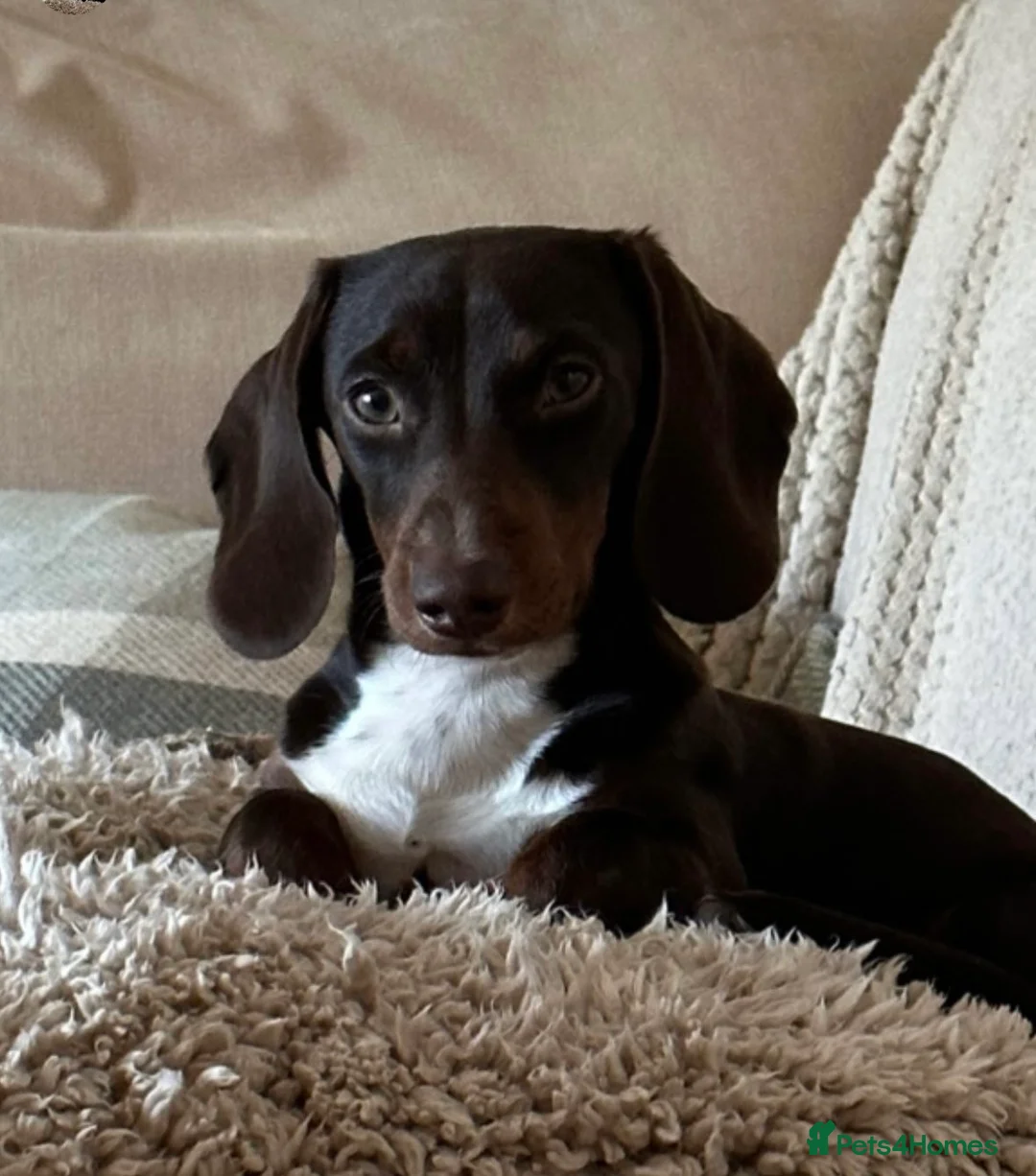 Miniature Dachshund dogs for stud: Chocolate & Tan (carries long) Stud in Dalry - Advert 2