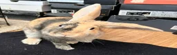 Harlequin rabbits for sale: Warning: This rabbit may steal your heart  - Advert 2