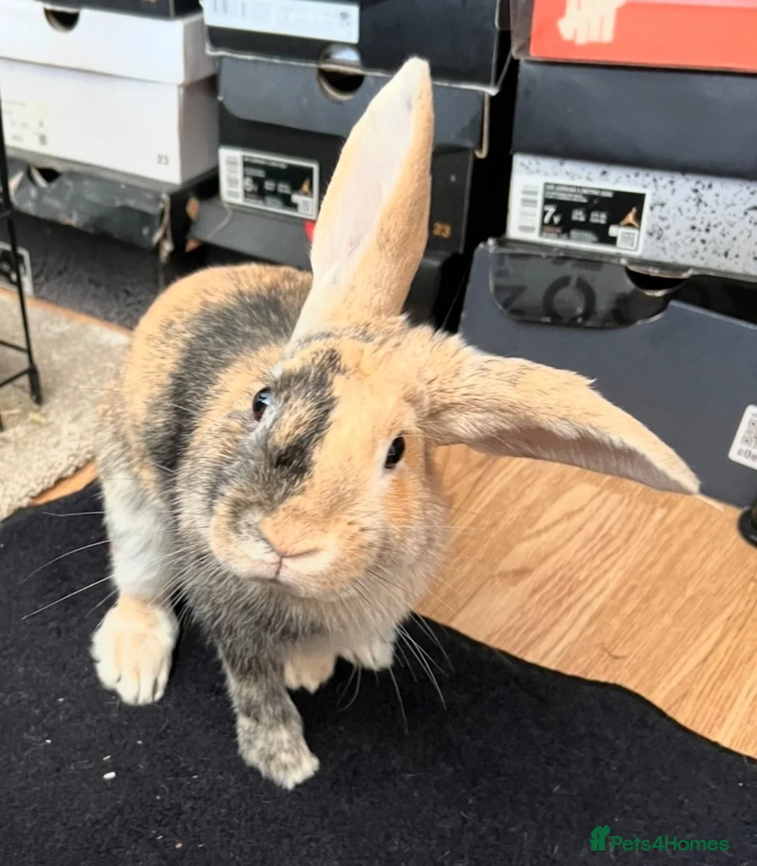 Harlequin rabbits for sale: Warning: This rabbit may steal your heart  - Advert 2