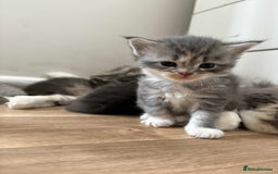 Maine Coon cats for sale: 3/4 maine coon kittens - Image 2