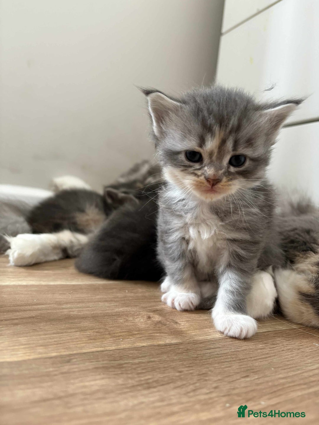Maine Coon cats for sale: 3/4 maine coon kittens - Image 2