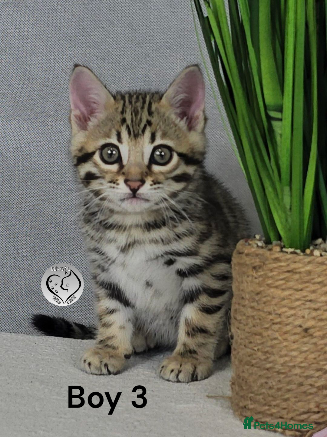 Bengal cats for sale: 3 brown bengal boys - Image 15