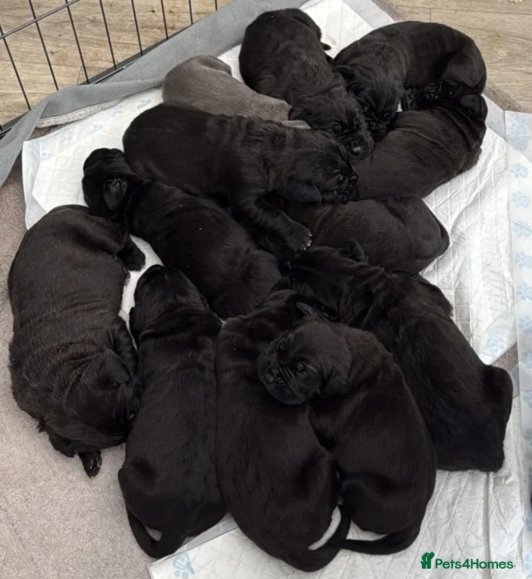 Cane Corso dogs for sale: Gentle Giants with Guardian Hearts - Advert 1