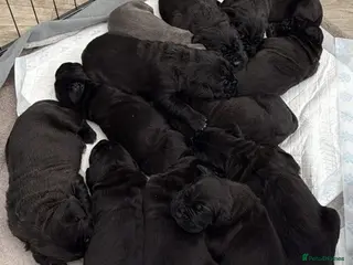 Cane Corso dogs Gentle Giants with Guardian Hearts - Advert 1