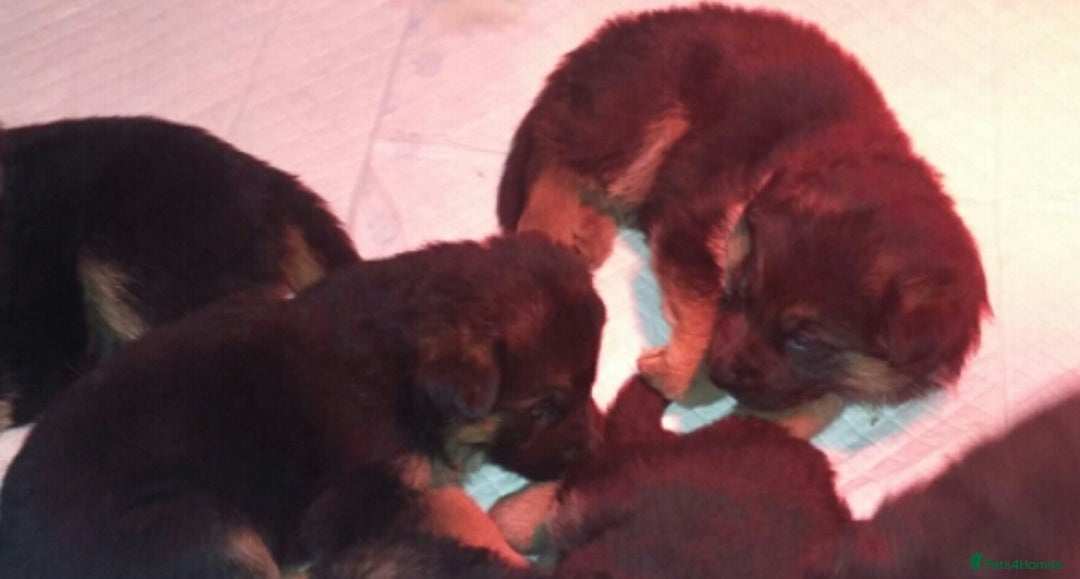 German Shepherd dogs for sale: Beautiful puppies  - Advert 3