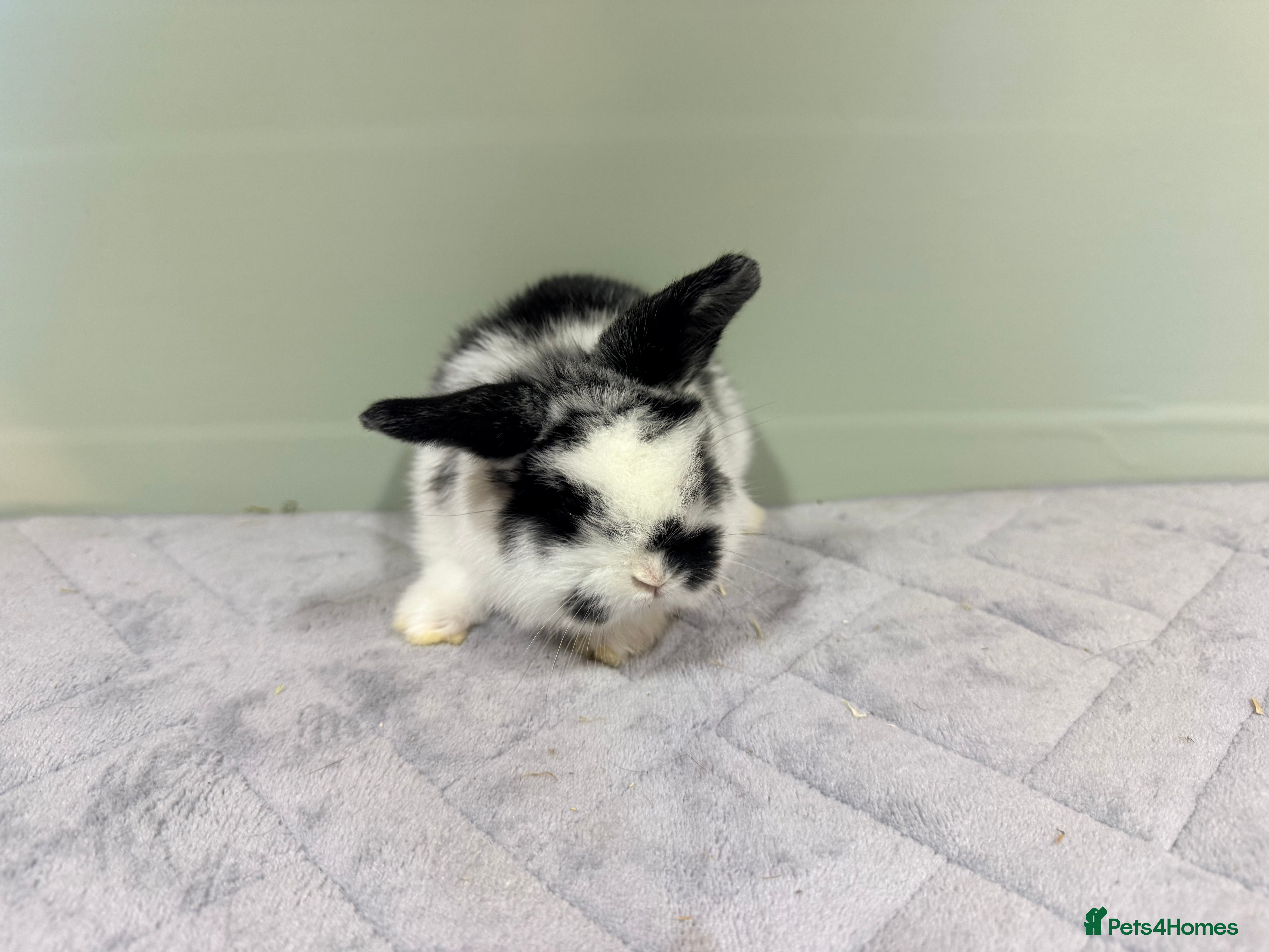 Mini Lop rabbits Mini lops  - Advert 7