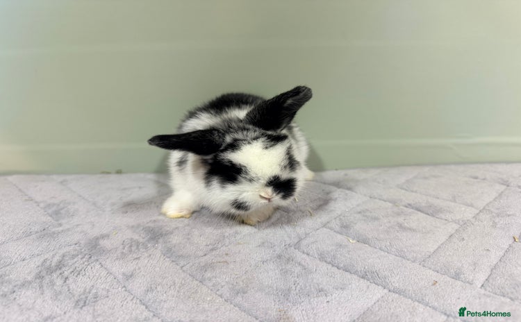 Mini Lop rabbits Mini lops  - Advert 16