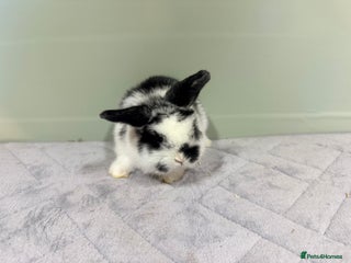 Mini Lop rabbits Mini lops - Advert 16