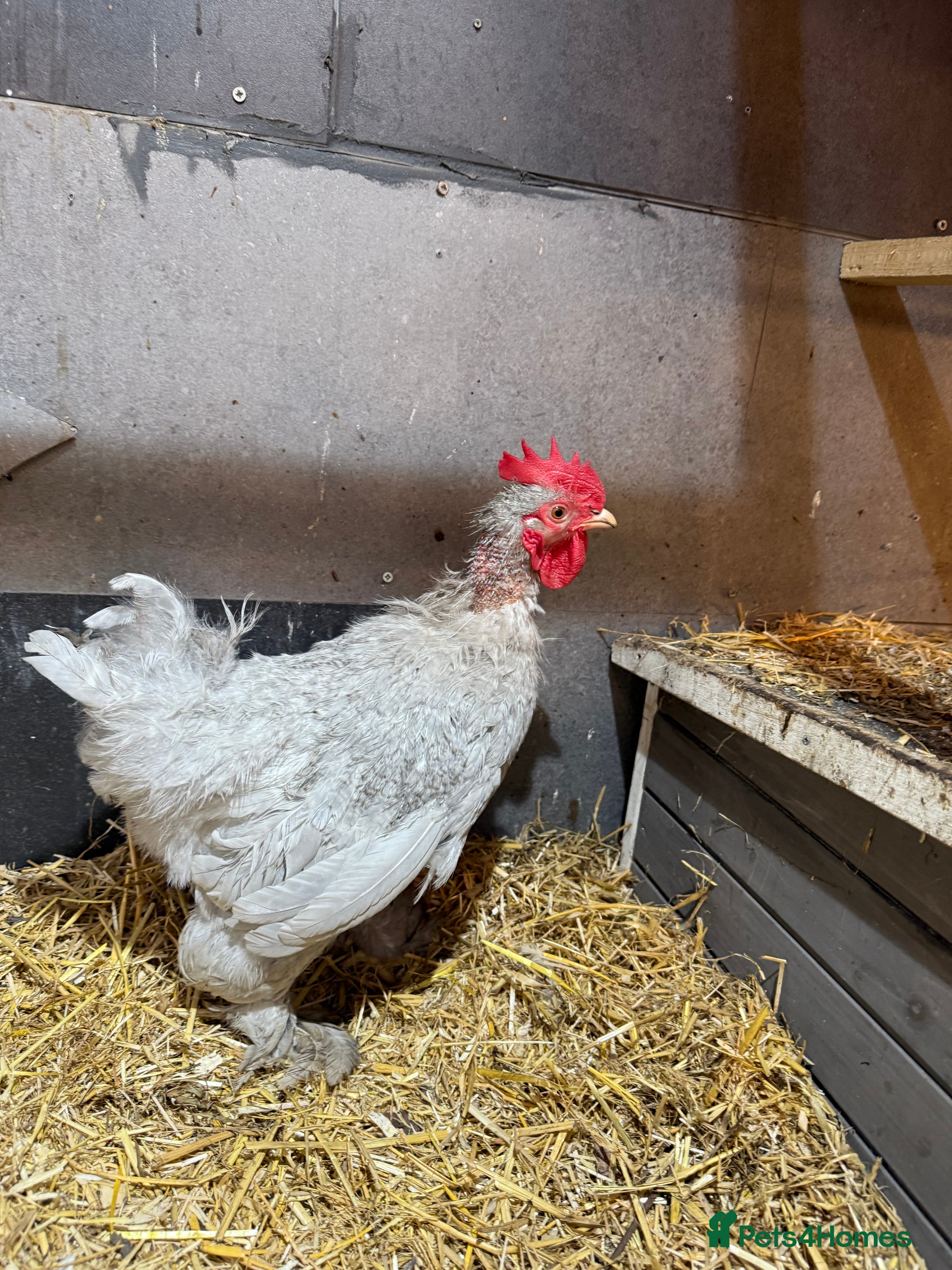 Chickens poultry Lavender pekin cockerel  - Advert 2