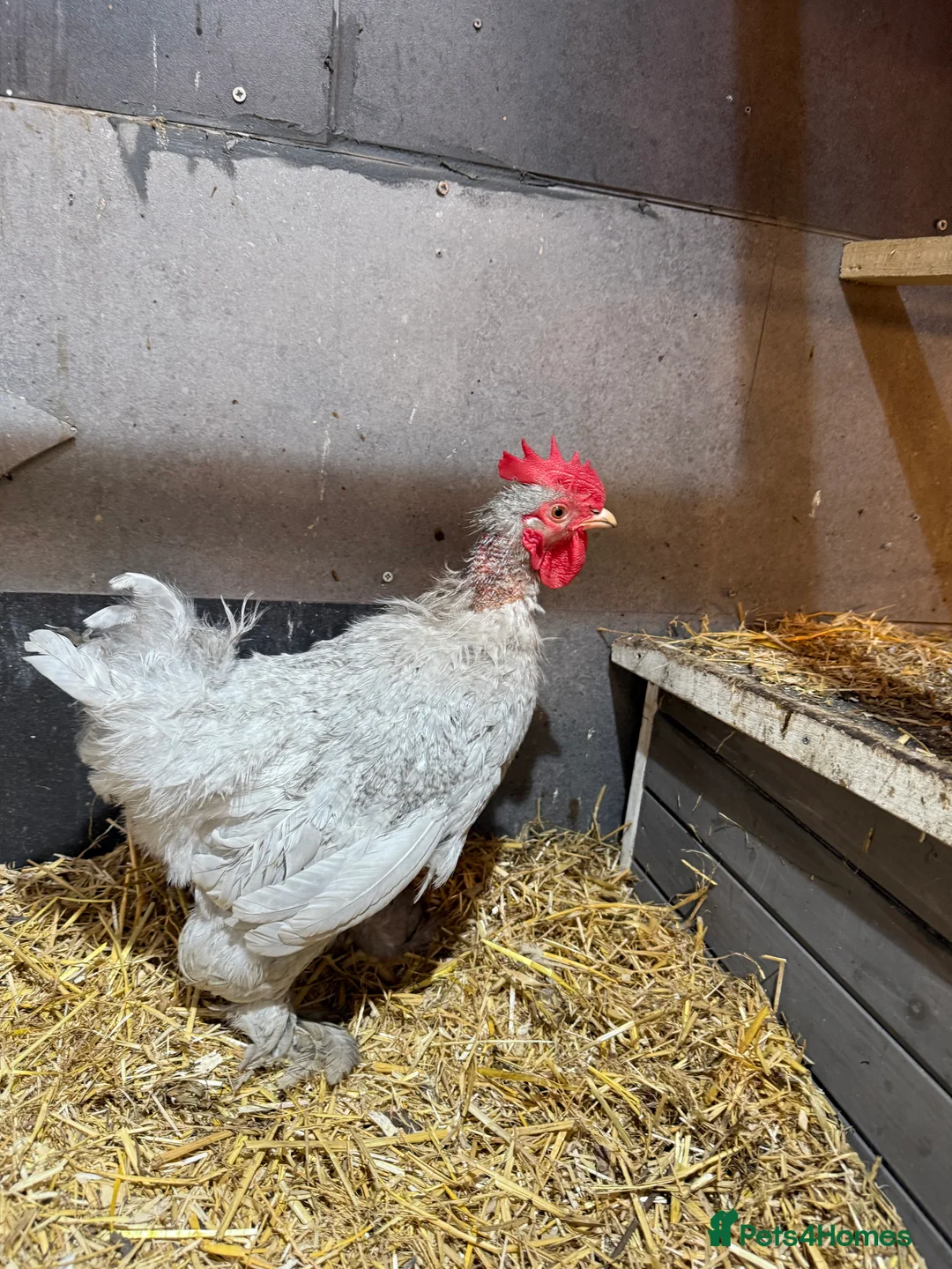 Chickens poultry for sale: Lavender pekin cockerel  - Advert 1