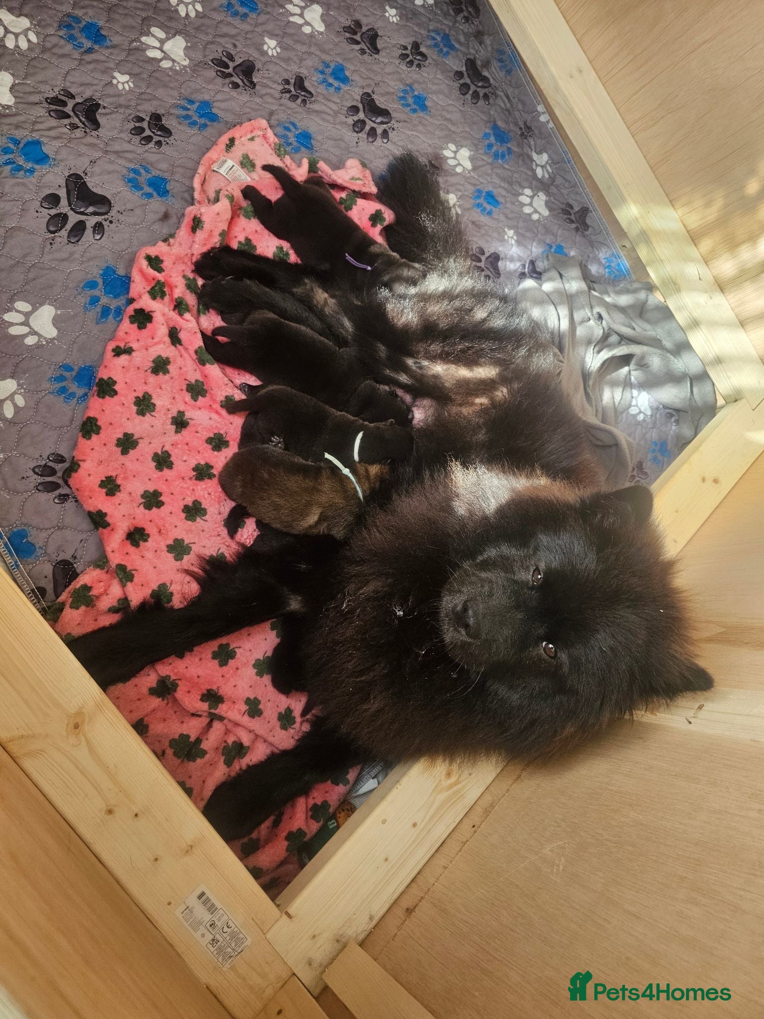 Mixed Breed dogs Chow Pei For Sale - Advert 1