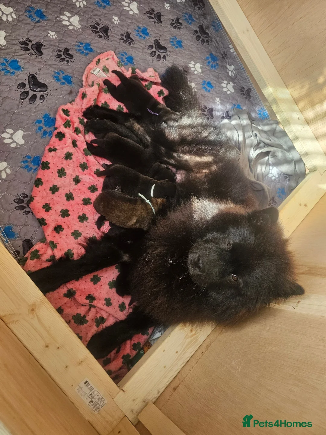 Mixed Breed dogs for sale: Chow Pei For Sale in Blyth - Advert 1