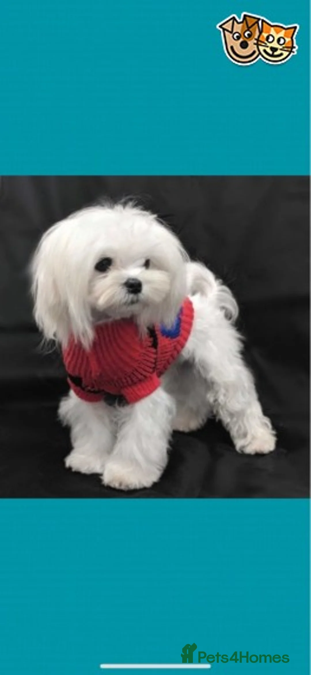 Maltese dogs for stud: Korean Maltese for stud in Newmarket - Advert 2