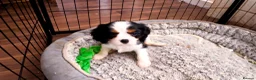 Cavalier King Charles Spaniel dogs for sale: Pedigree Cavalier King Charles Spaniel  - Advert 2