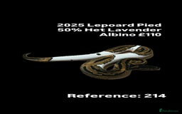 Python Snake reptiles for sale: Various 2025 & 2024 Pied Ball Pythons Royal Snake - Image 4