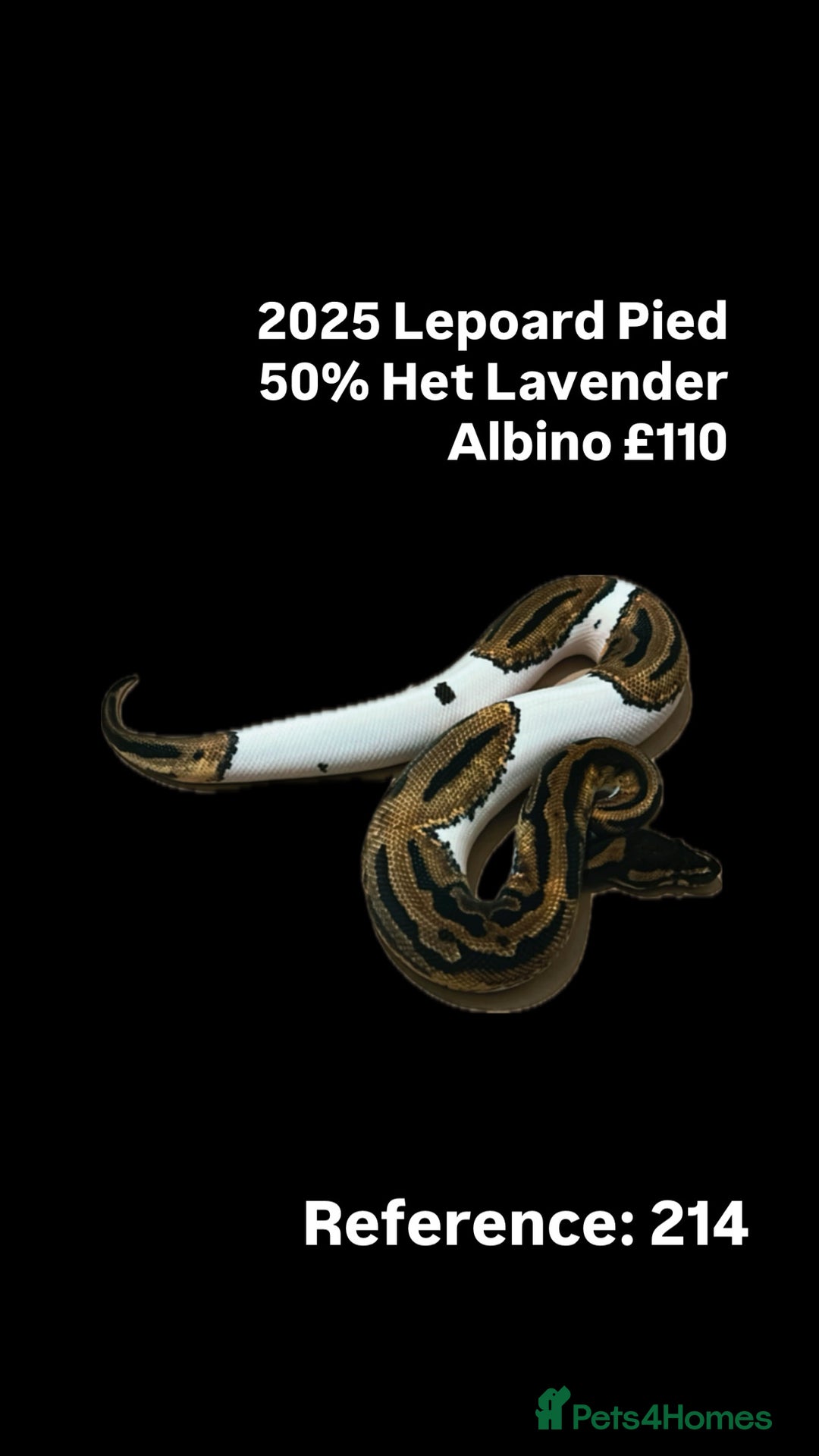 Python Snake reptiles for sale: Various 2025 & 2024 Pied Ball Pythons Royal Snake - Image 4
