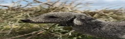 Bedlington Terrier dogs for stud: KC registered CT tested bedlington - Advert 7