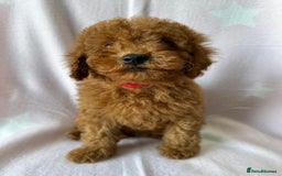 Miniature Poodle dogs for sale: Small size beautiful perfect poodle babys - Image 16