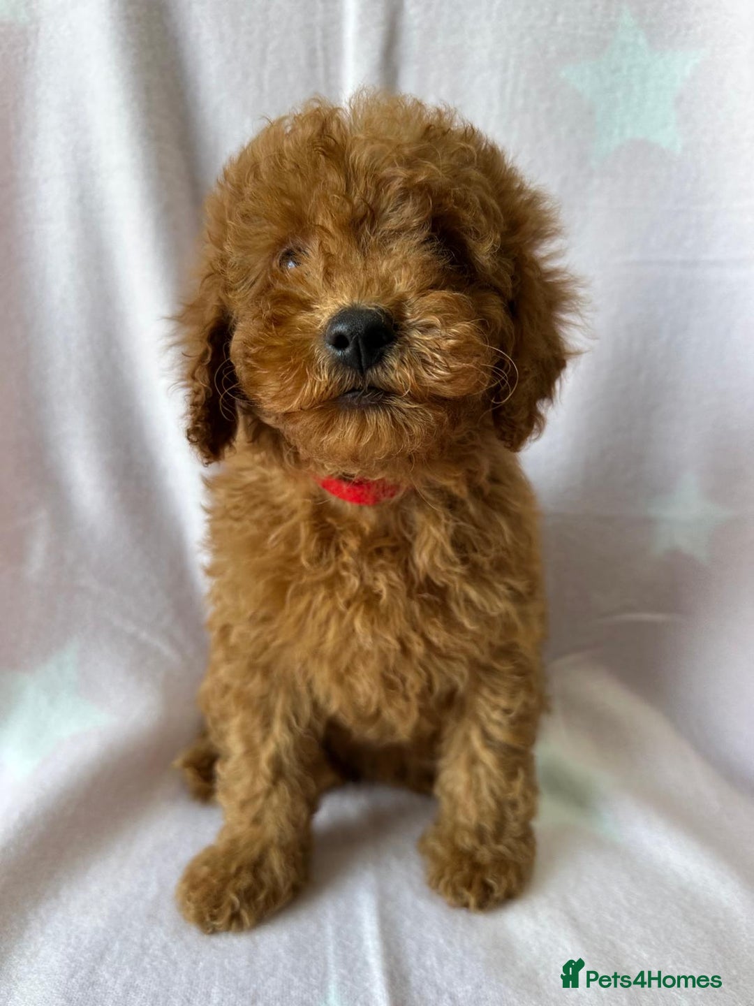 Miniature Poodle dogs for sale: Small size beautiful perfect poodle babys - Image 16