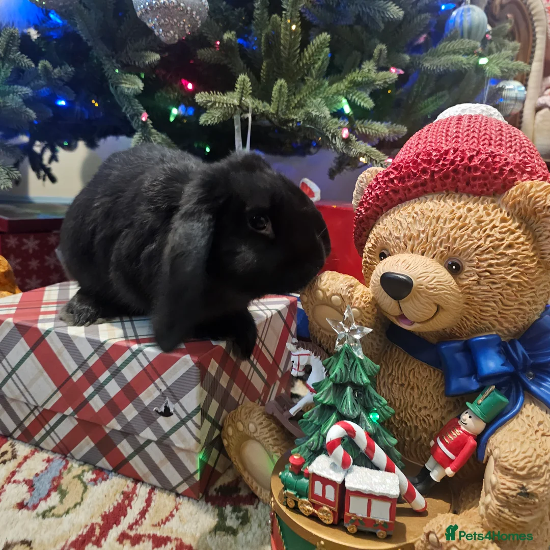 French Lop rabbits for sale: French lops and lion heads  - Advert 24