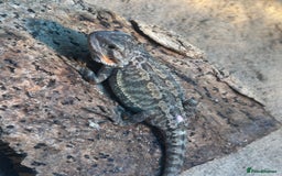 Bearded Dragon reptiles for sale: Bearded Dragons - stunning babies  - Image 11