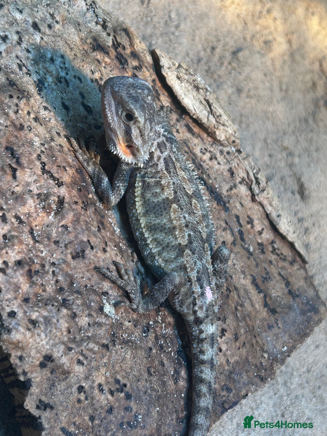 Bearded Dragon reptiles for sale: Bearded Dragons - stunning babies  - Image 11