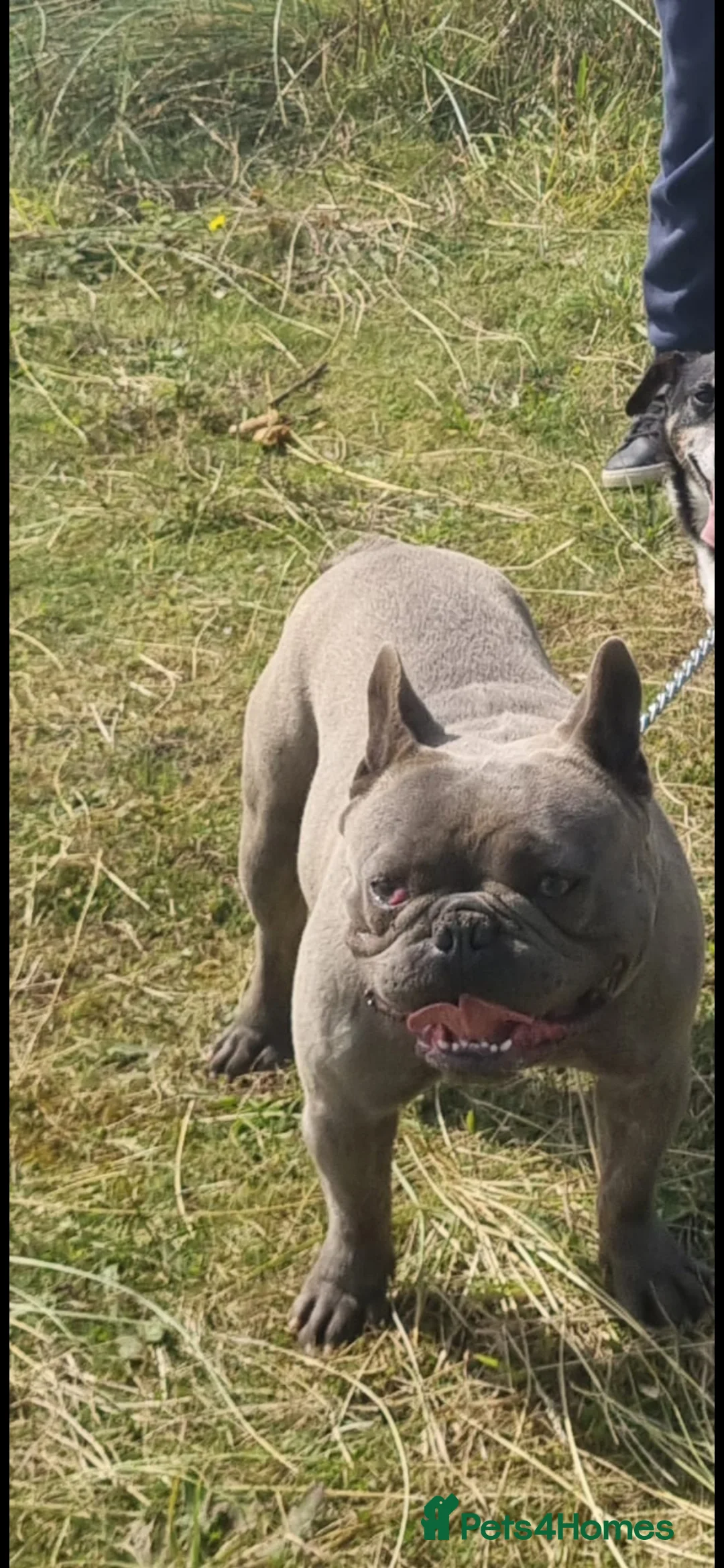 French Bulldog dogs for sale: Kc reg blue french bulldog boy in Llanfairpwllgwyngyll - Advert 3