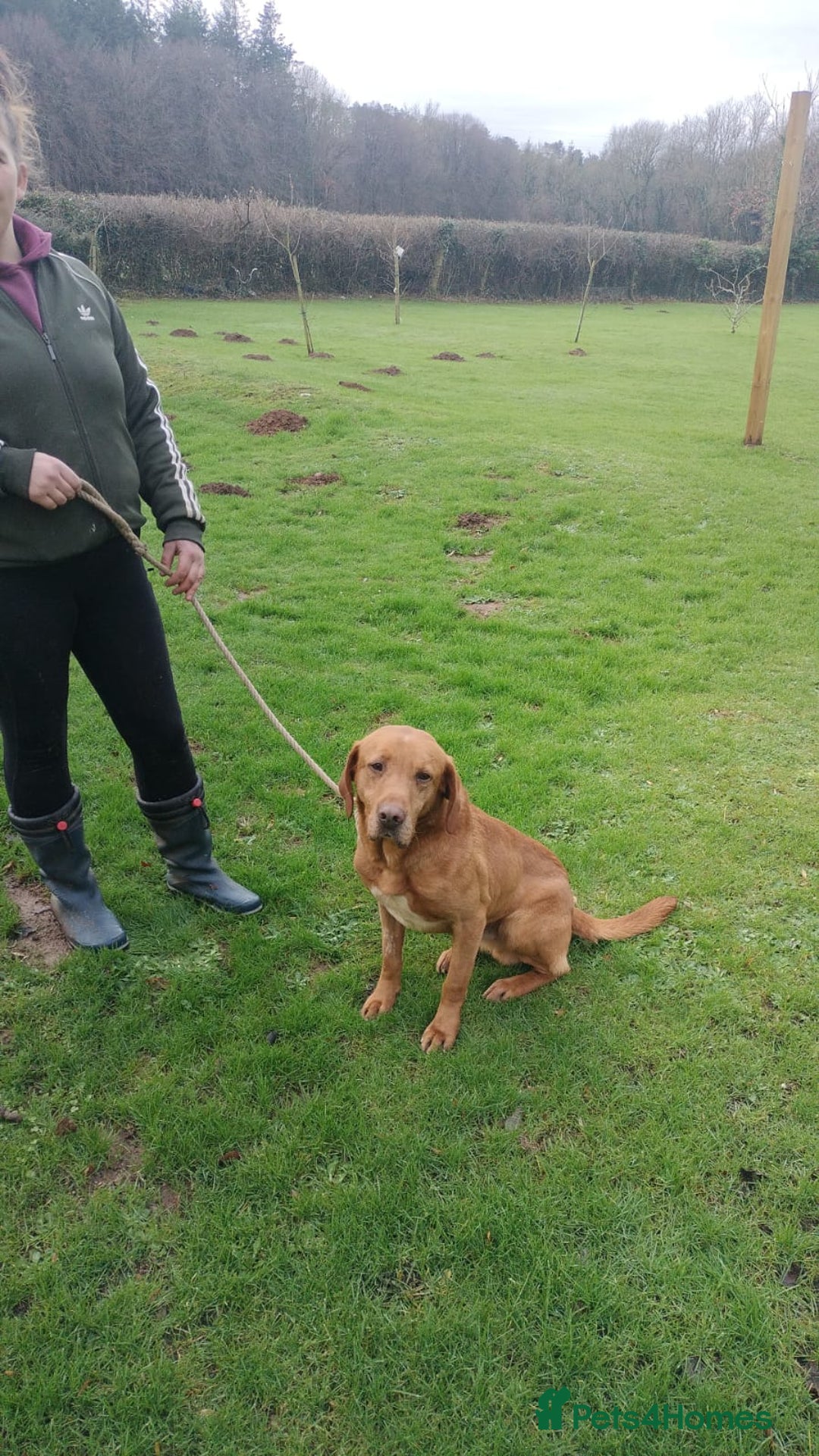 Labrador Retriever dogs for sale: KC Registered Fox Red Labrador Puppies - Advert 10
